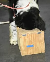 Black and white dog resting on wooden box