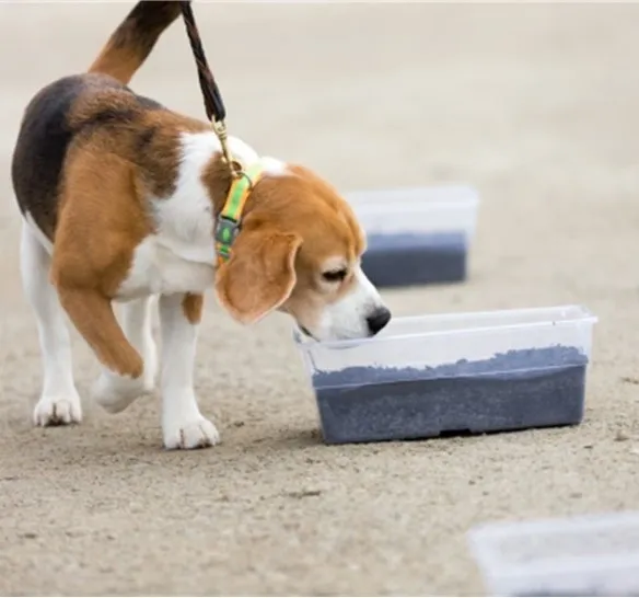 Leashed beagle sniffing plastic container