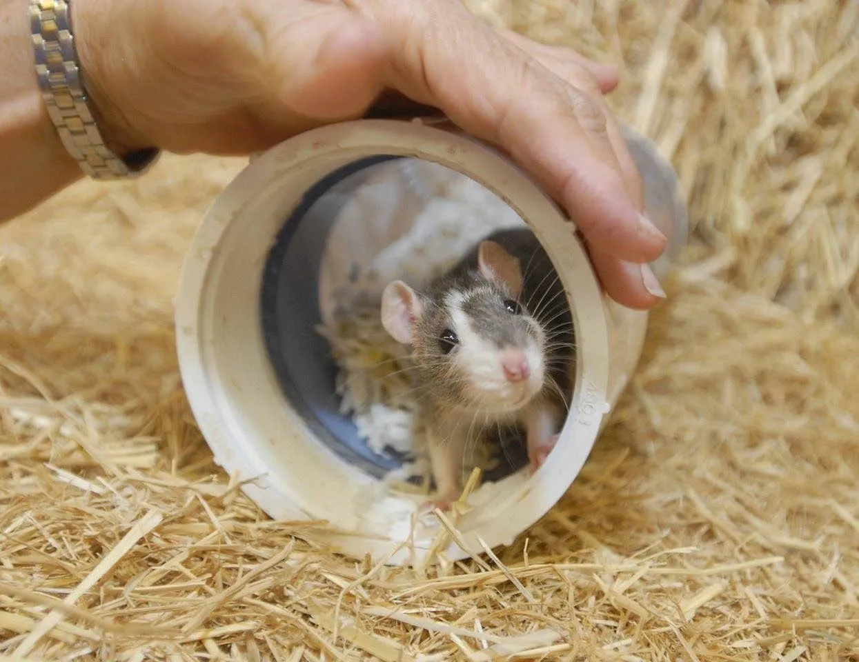 Rat peeking out of plastic tube