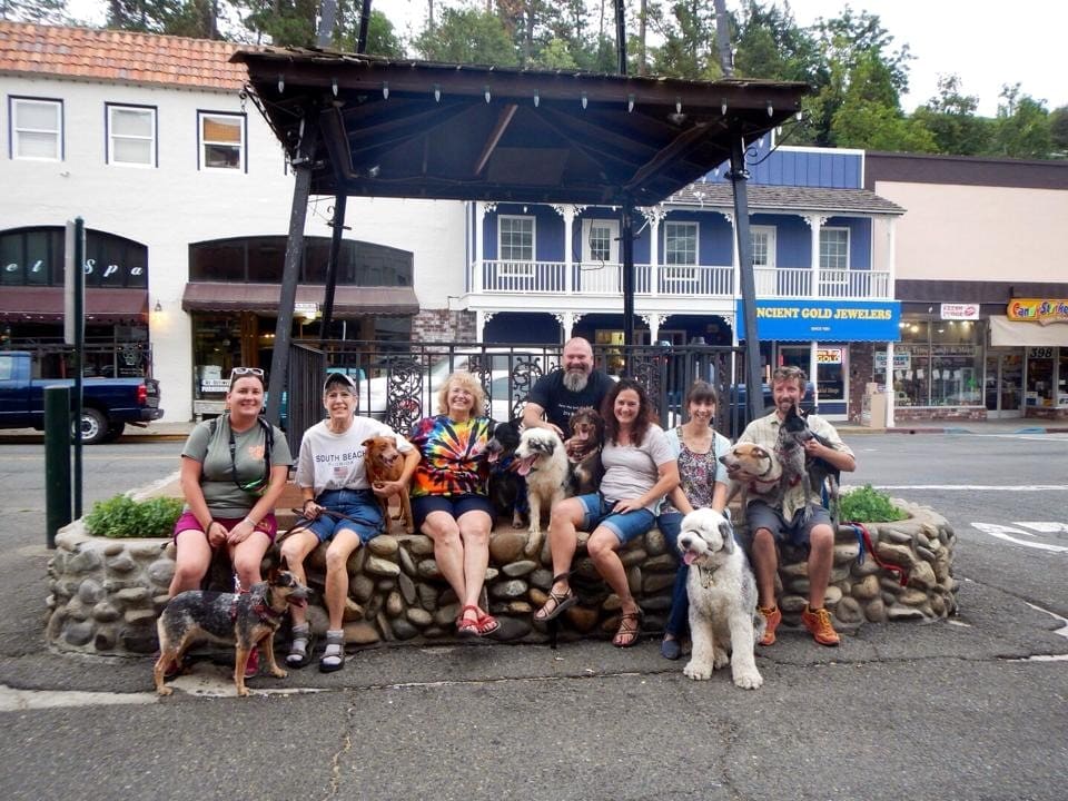 People sitting on stone wall with dogs