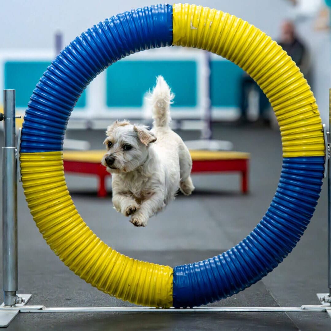 Small dog jumping through a colorful agility hoop.