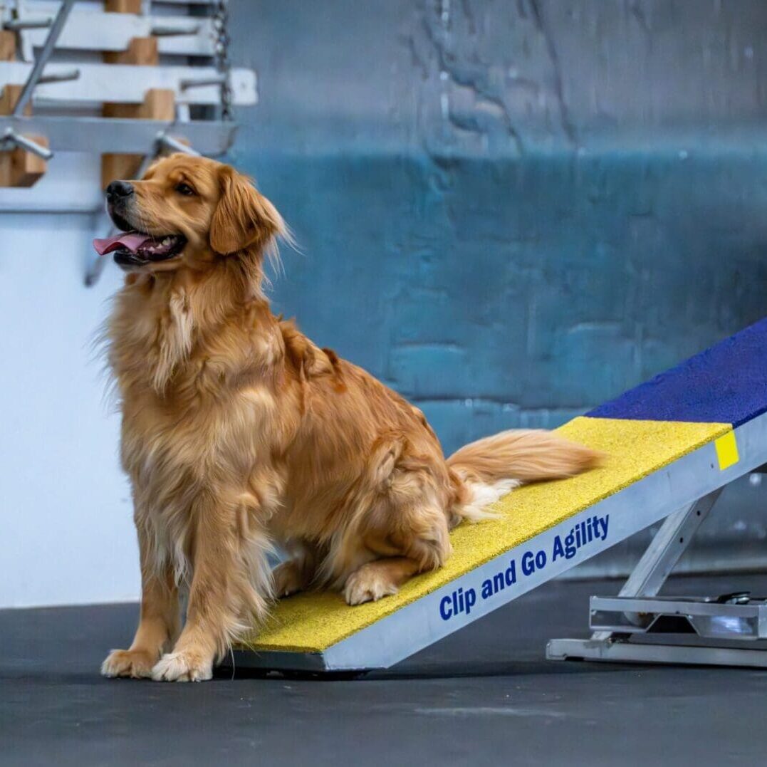 A golden retriever sits on a ramp in a training area.