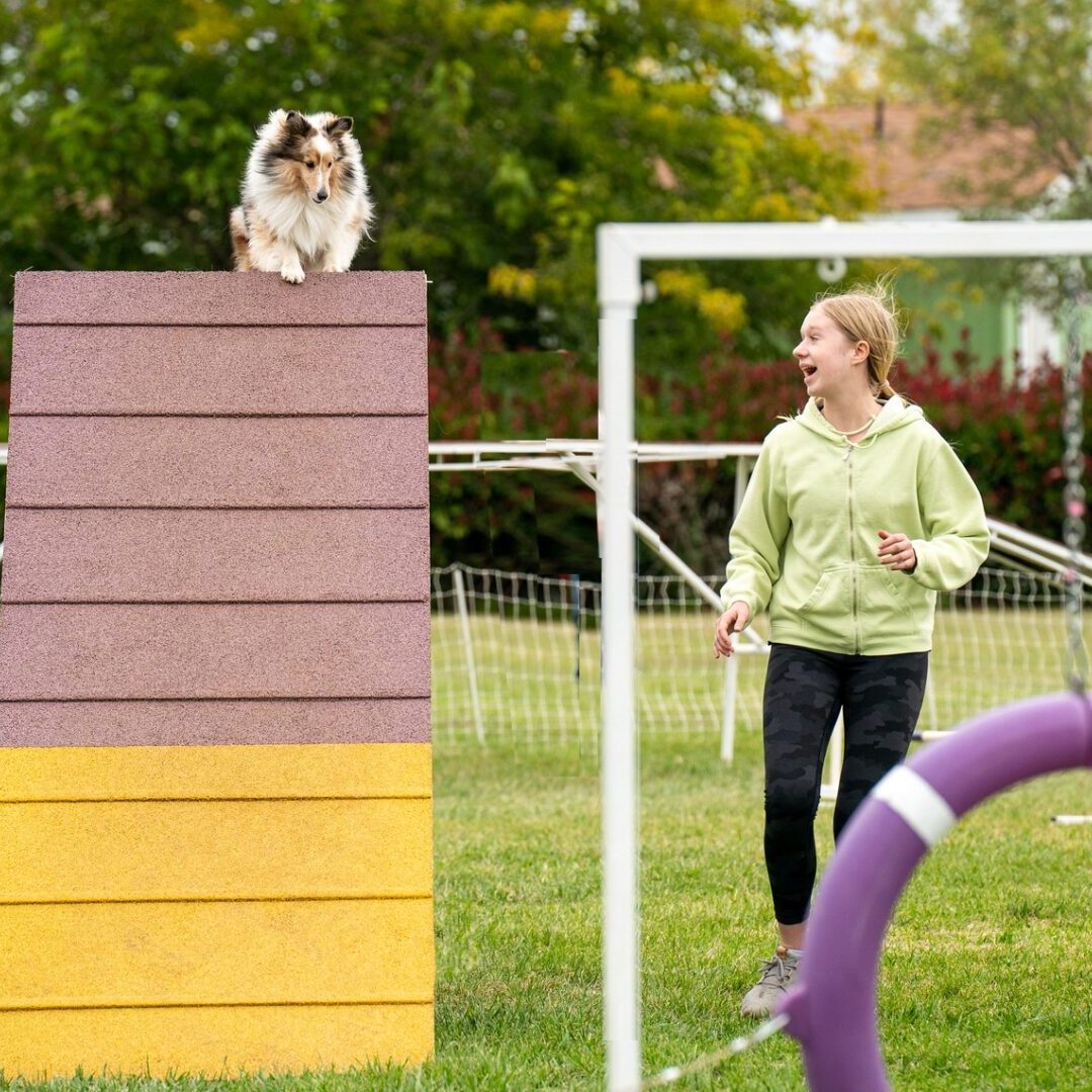 Agility 6 Advanced Agility Training - Competition Canine aka Comp K9