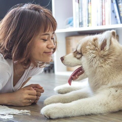 A woman laying on the floor with a husky dog.