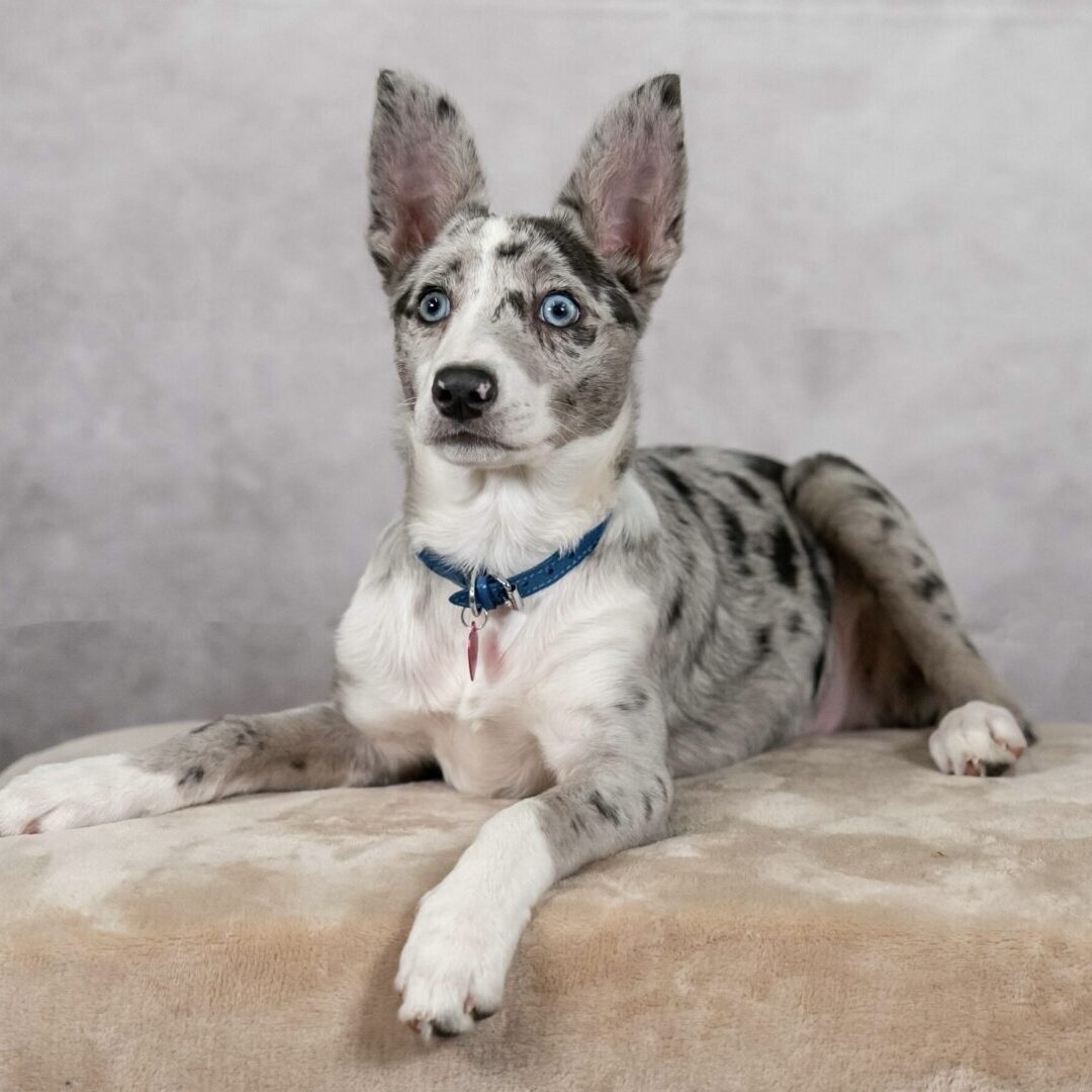 A black and white dog laying on a couch.