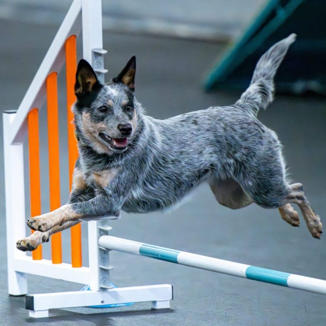 A dog enthusiastically jumps over an agility hurdle.