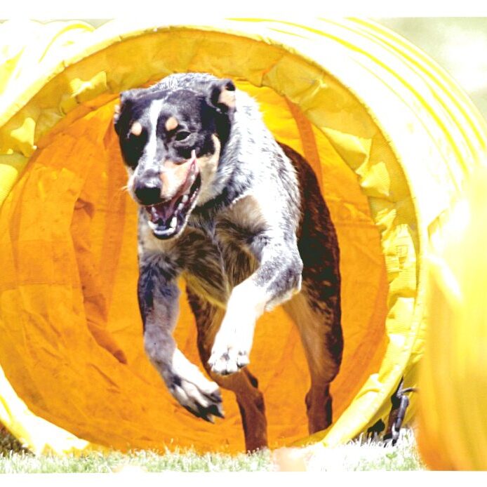 A dog running through a yellow tunnel.