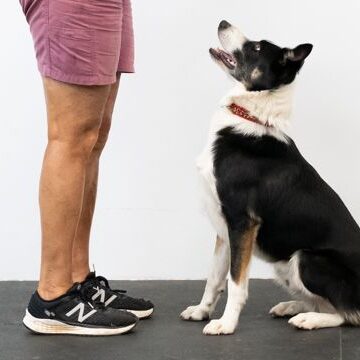 Intermediate Obedience - Competition Canine aka Comp K9