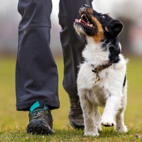 A person walking a dog in a park while receiving Obedience - Private Instruction.