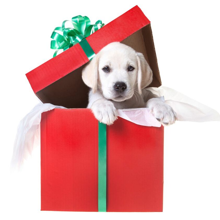 Puppy in a red gift box.