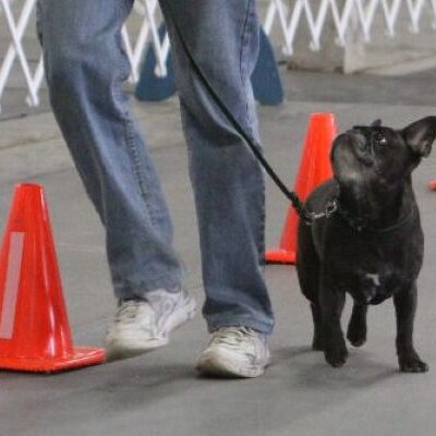 A person is walking a dog through cones at a dog show.