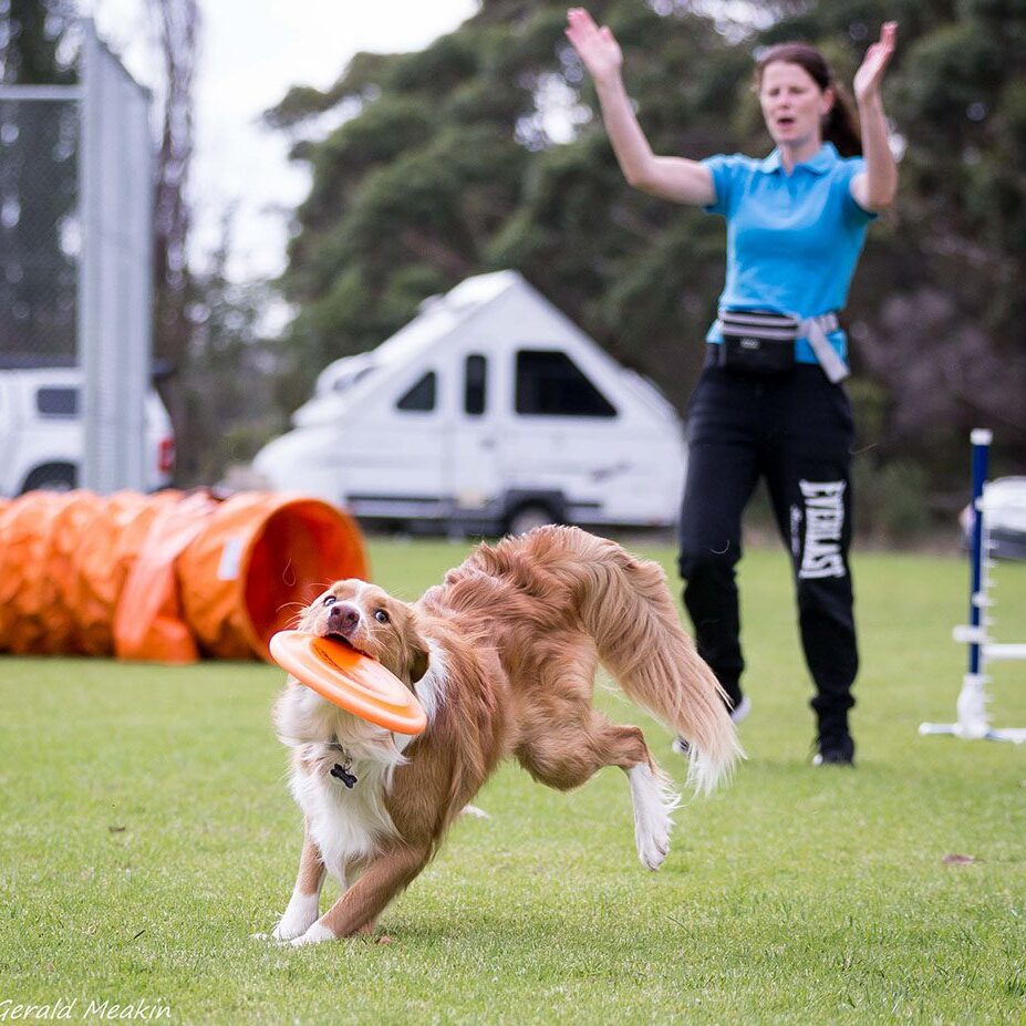 UpDog-Challenge-DownUnder-Agility-Tunnel-Jumping-Obstactle-and-Disc-Throw