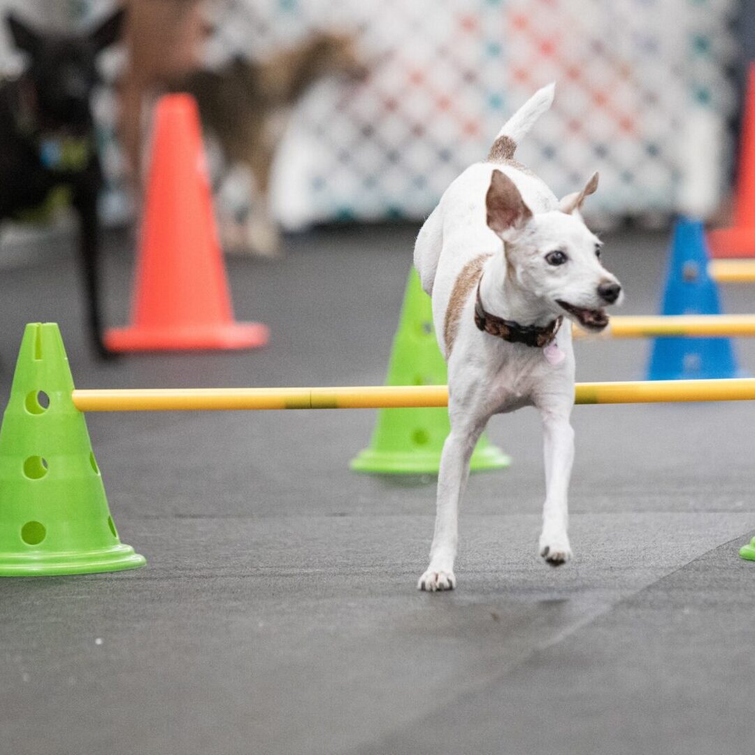 A white dog is jumping over cones in an obstacle course.
