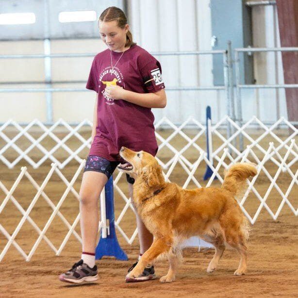 Girl walking golden retriever in indoor arena