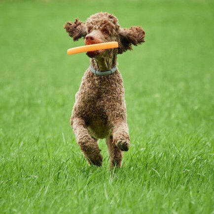 Brown standard poodle running and jumping joyfully in a meadow. Playful dog playing with a toy in the grass in summer.