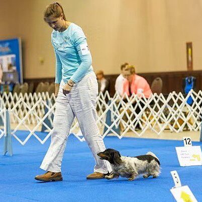 Woman leading dachshund in indoor rally ring