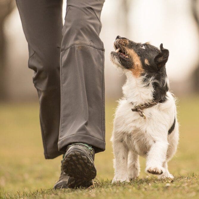 Small terrier heeling at handler's left side