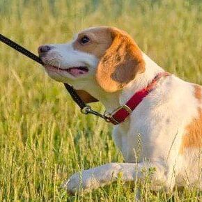 Leashed beagle lying in tall grass